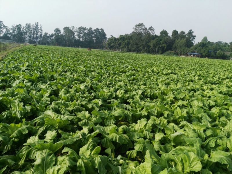 儿菜5两以上
