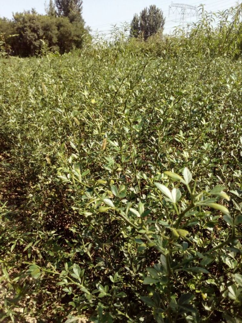 枸橘苗51~80cm