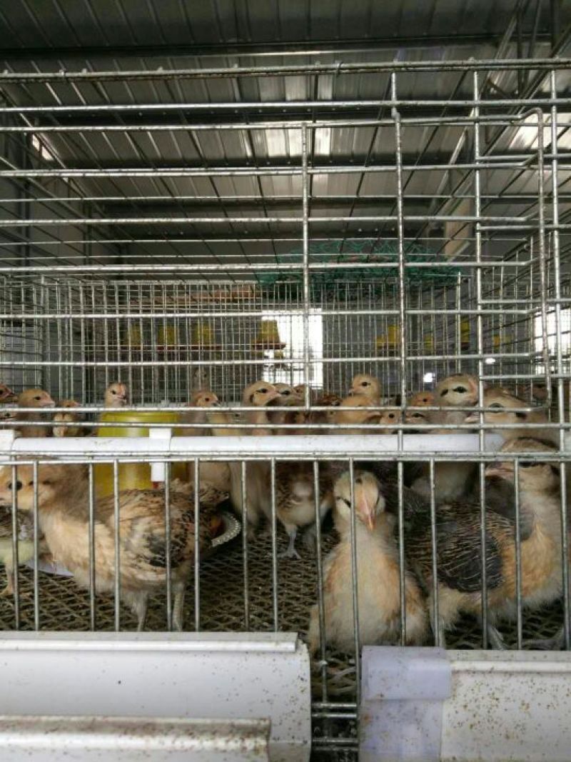 青脚土鸡脱温鸡脱温苗量大专车送货上门250克以下