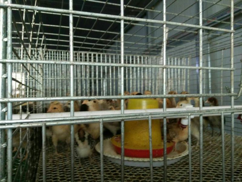 青脚土鸡脱温鸡脱温苗量大专车送货上门250克以下