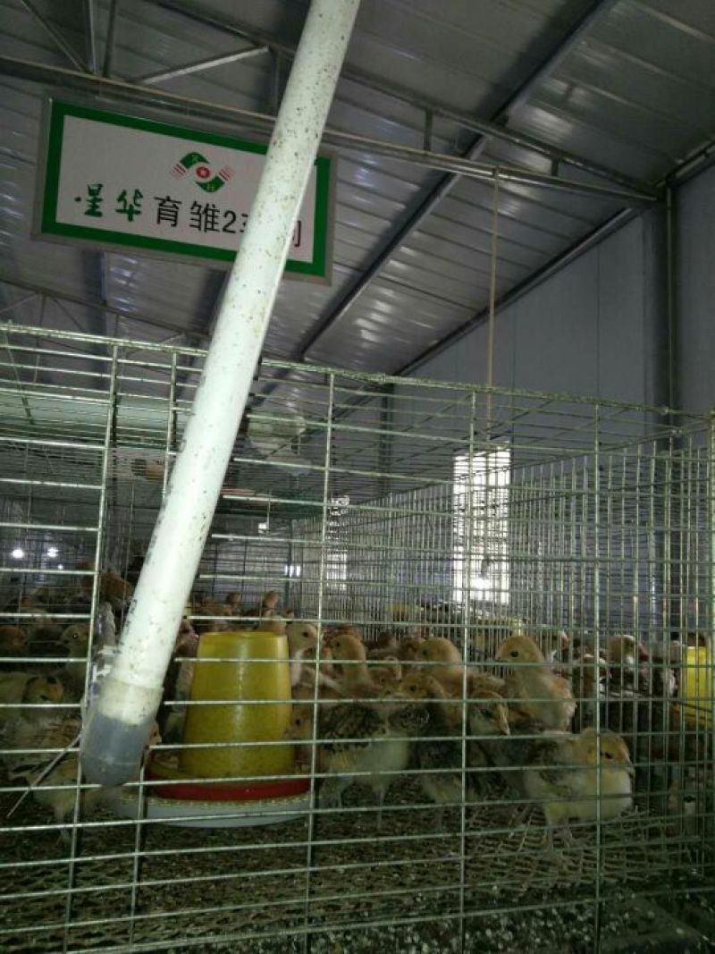 青脚土鸡脱温鸡脱温苗量大专车送货上门250克以下
