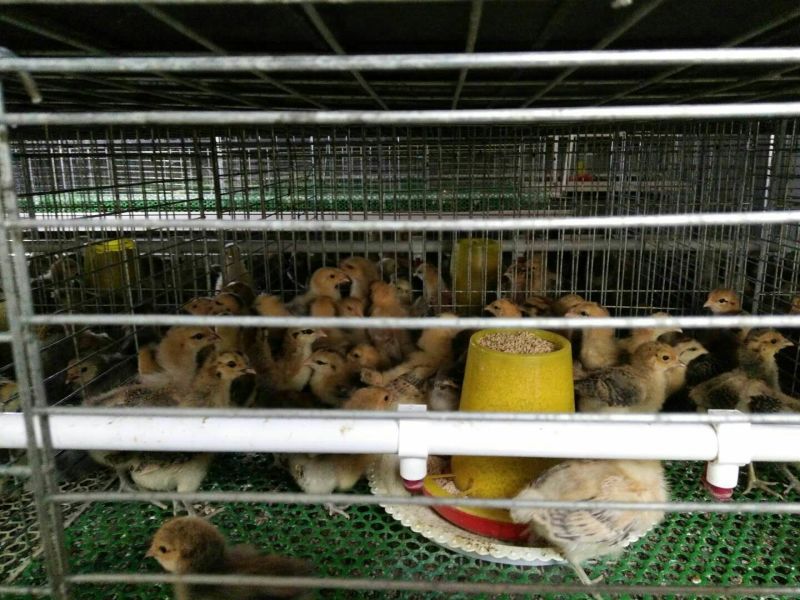青脚土鸡脱温鸡脱温苗量大专车送货上门250克以下