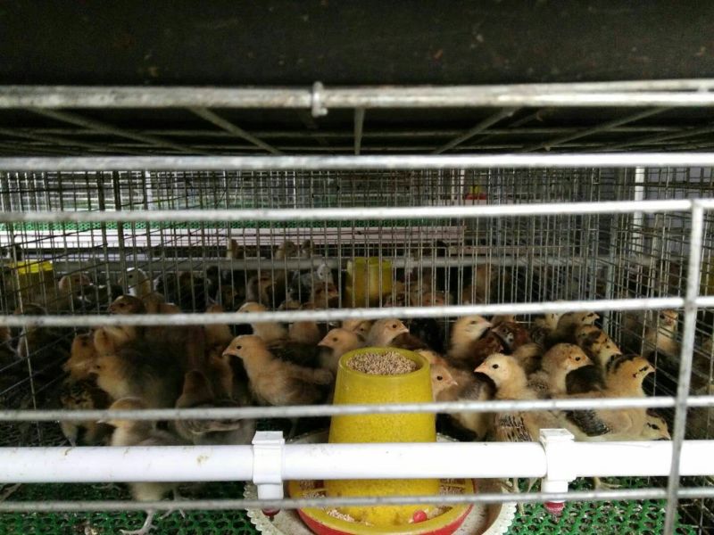青脚土鸡脱温鸡脱温苗量大专车送货上门250克以下
