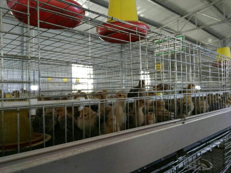青脚土鸡脱温鸡脱温苗量大专车送货上门250克以下