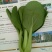上海青油菜，山东菏泽曹县蔬菜基地常年供货代收代发