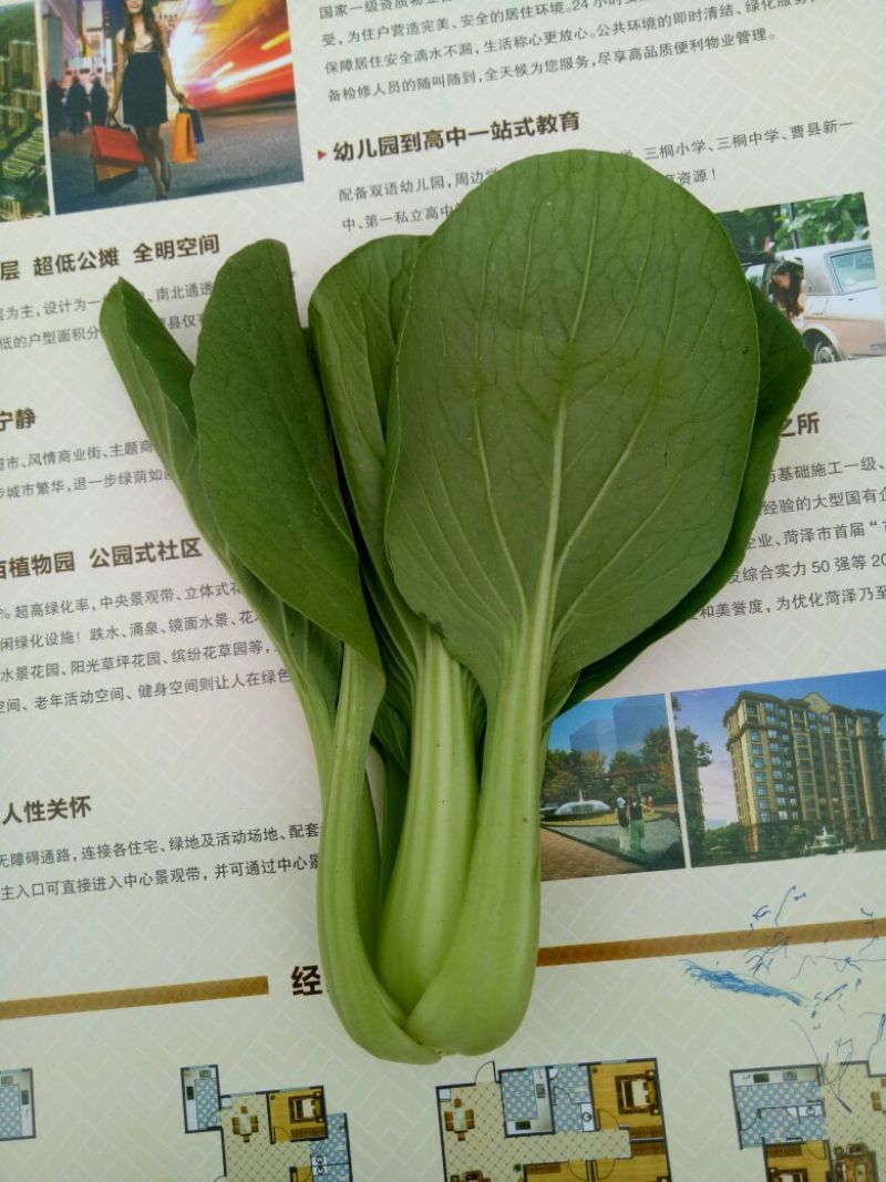 上海青油菜，山东菏泽曹县蔬菜基地常年供货代收代发