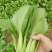 上海青油菜，山东菏泽曹县蔬菜基地常年供货代收代发
