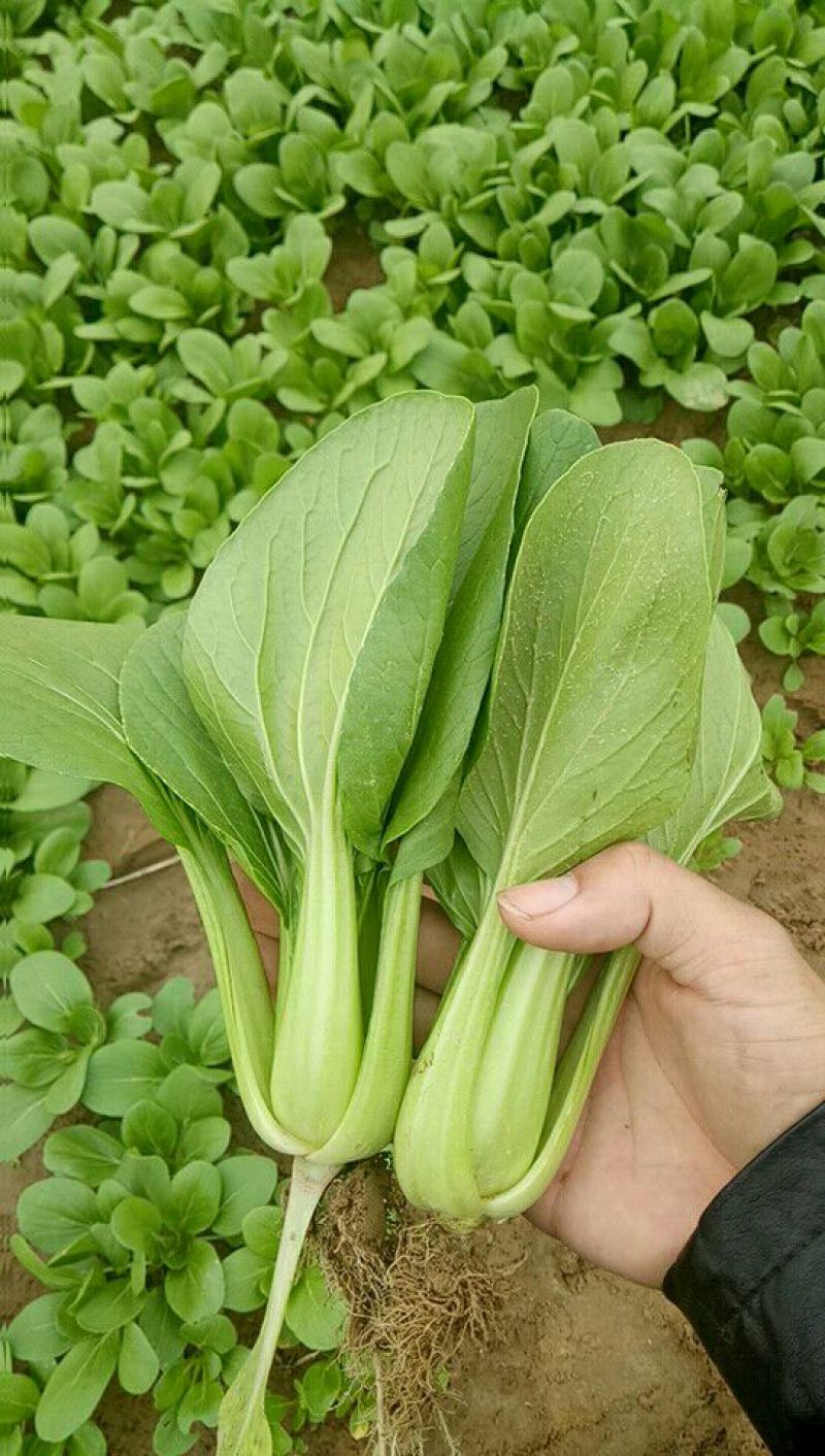 上海青油菜，山东菏泽曹县蔬菜基地常年供货代收代发