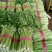 【精品】河北芹产地直发，可视频看货，品质保证，欢迎来电