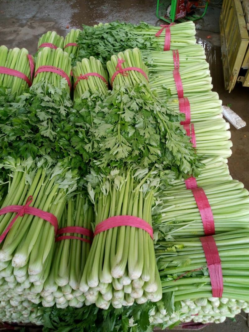 【精品】河北芹产地直发，可视频看货，品质保证，欢迎来电