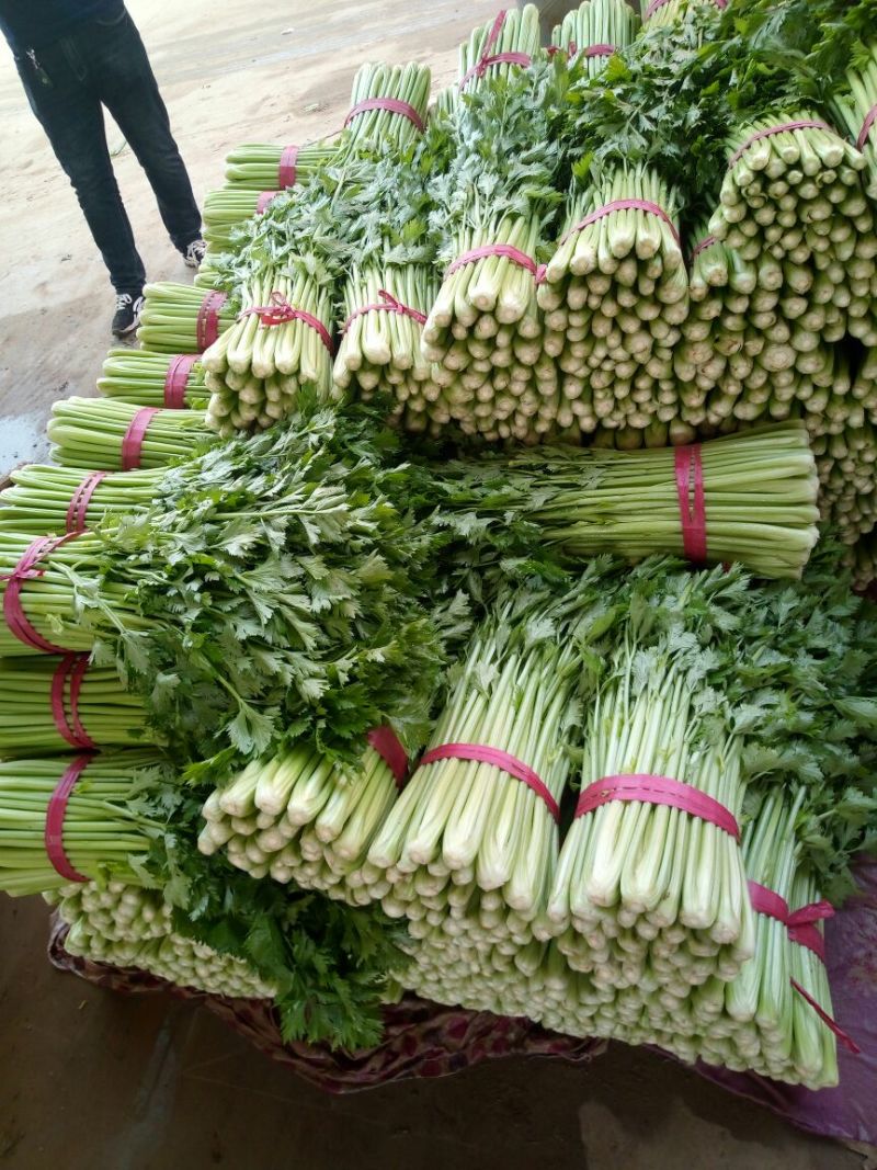 【精品】河北芹产地直发，可视频看货，品质保证，欢迎来电