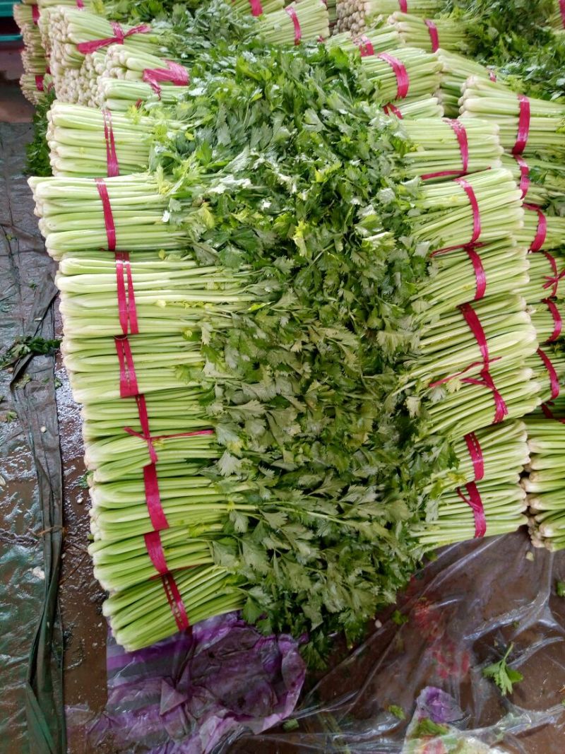 【精品】河北芹产地直发，可视频看货，品质保证，欢迎来电