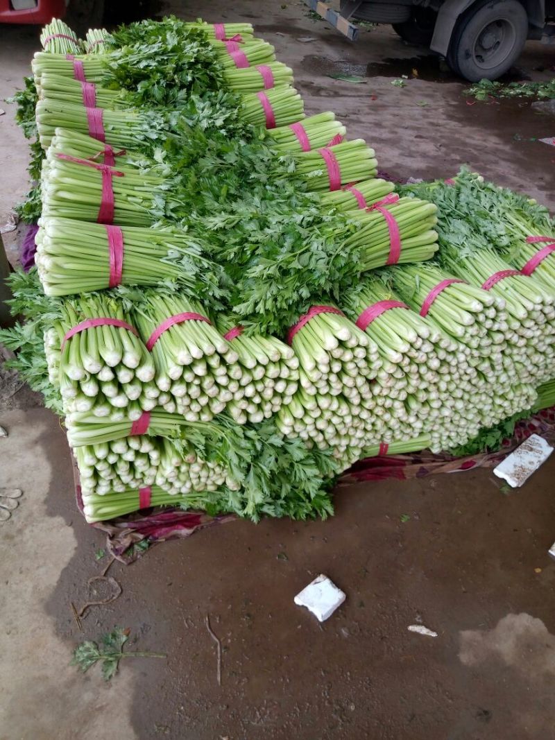 【精品】河北芹产地直发，可视频看货，品质保证，欢迎来电
