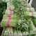 【精品】河北芹产地直发，可视频看货，品质保证，欢迎来电