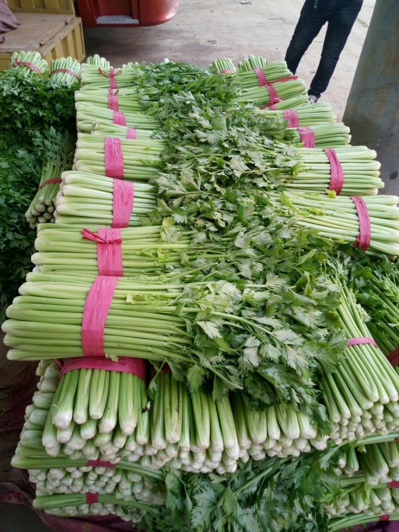 【精品】河北芹产地直发，可视频看货，品质保证，欢迎来电