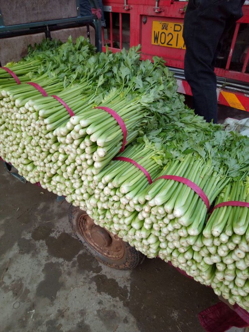 【精品】河北芹产地直发，可视频看货，品质保证，欢迎来电