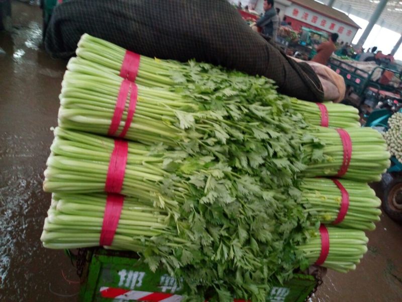 【精品】河北芹产地直发，可视频看货，品质保证，欢迎来电