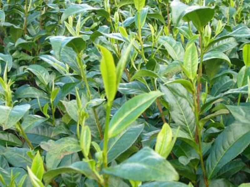 普洱茶一级