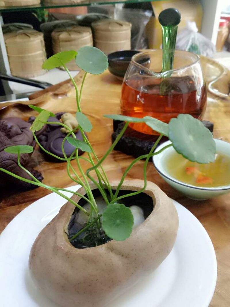 普洱茶一级