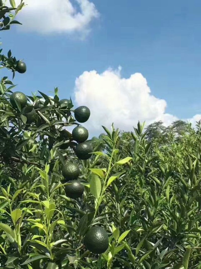 普洱茶一级