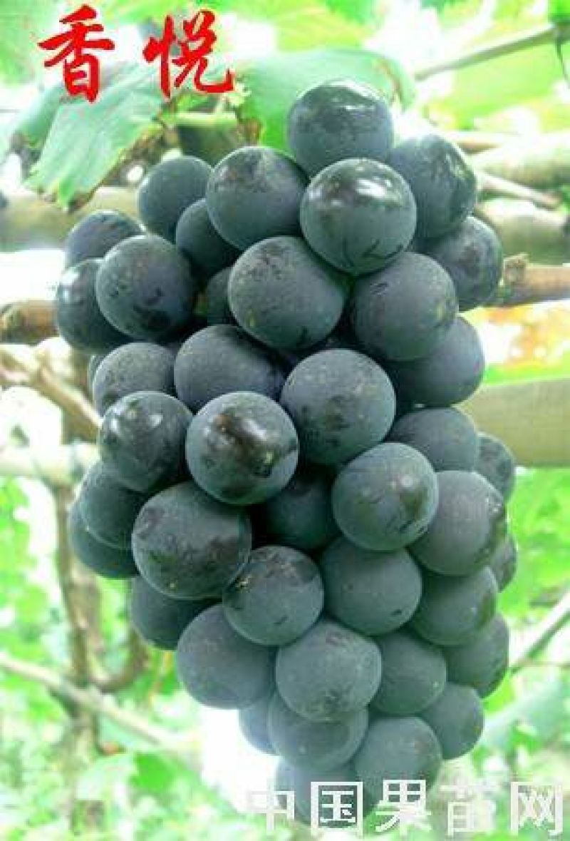 贝达跟嫁接藤稔葡萄苗30~50cm1年