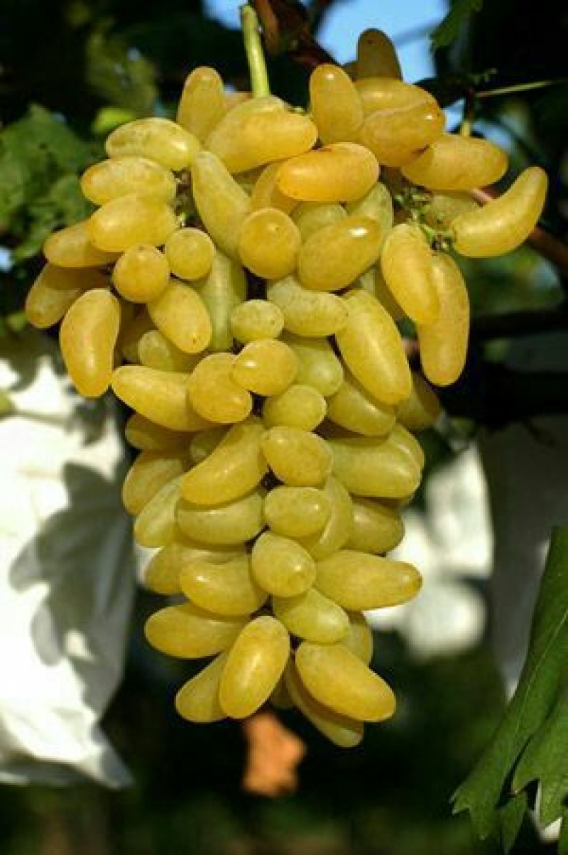 贝达跟嫁接藤稔葡萄苗30~50cm1年