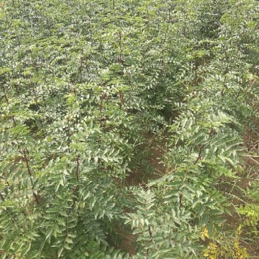 花椒苗，狮子头，大红袍，山西省花椒苗基地，保证质量，