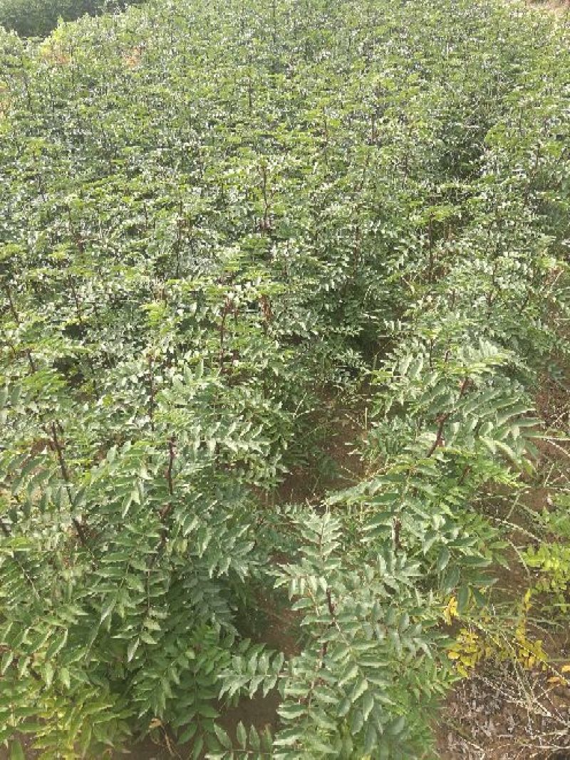 花椒苗，狮子头，大红袍，山西省花椒苗基地，保证质量，