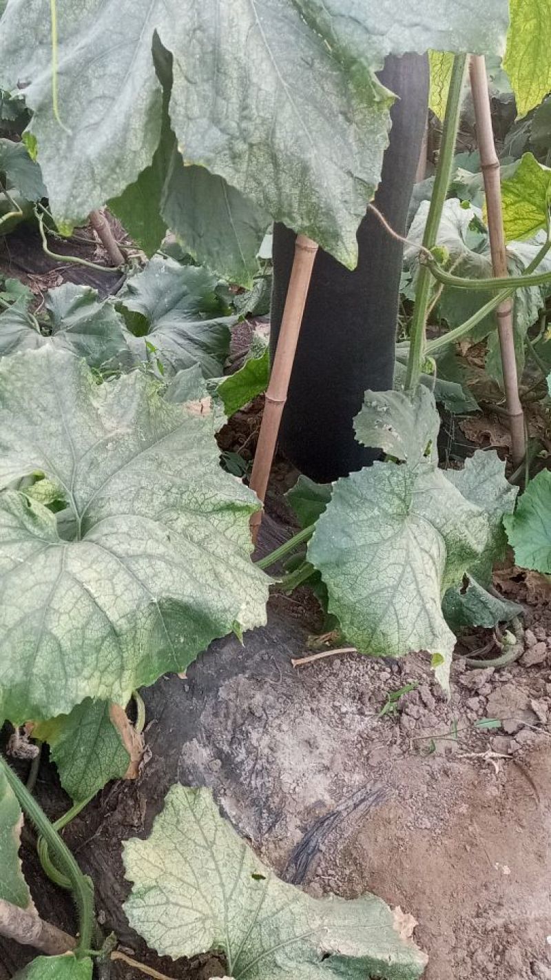 唐山黑铁皮吊冬瓜大量上市。吊冬瓜条形好，黑又亮，看货定