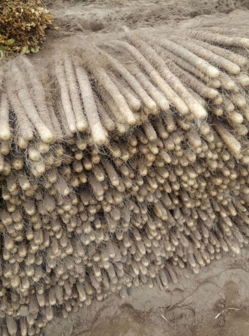 铁棍山药2~3厘米50~70厘米一级手捡