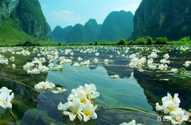 鱼干