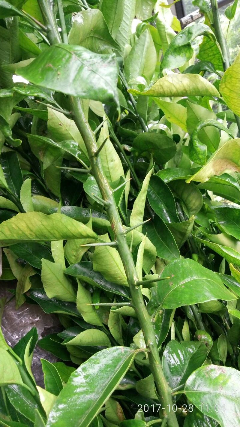 红橘苗30~50cm诚信经营品质保证