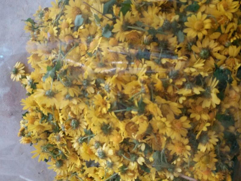 野菊花散装