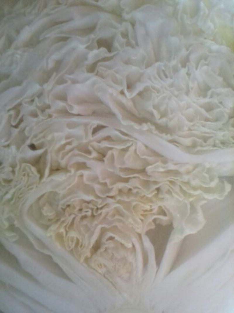 青杂三号白菜4~6斤净菜