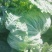 青杂三号白菜4~6斤净菜