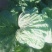青杂三号白菜4~6斤净菜
