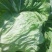 青杂三号白菜4~6斤净菜