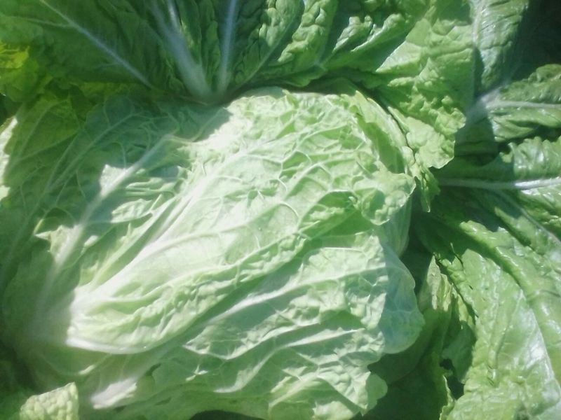 青杂三号白菜4~6斤净菜