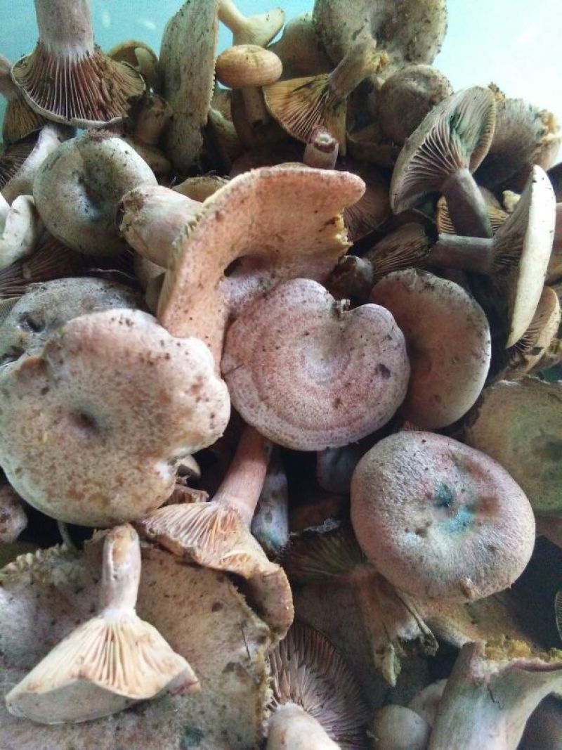 松蘑一级