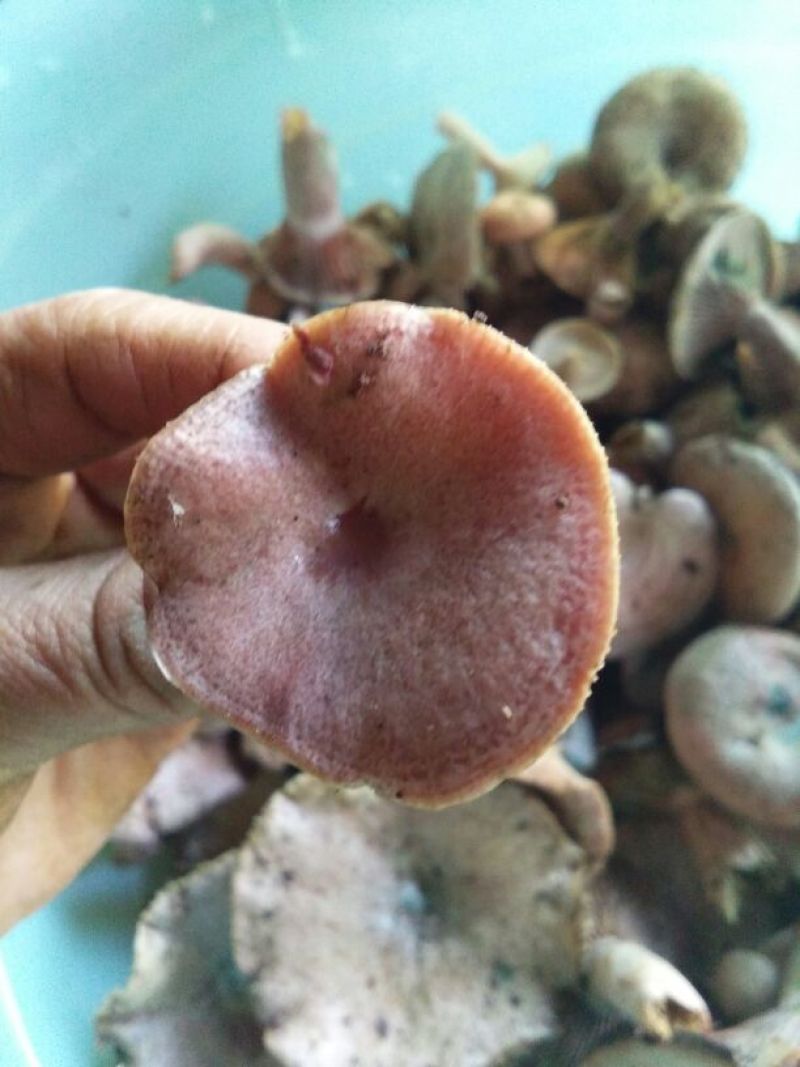松蘑一级