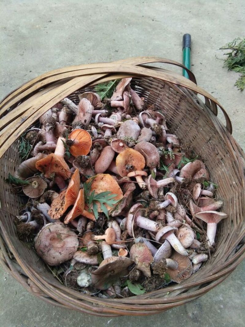 松蘑一级