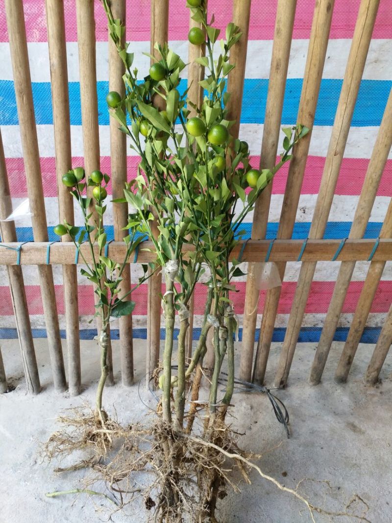 脆皮金桔苗可视频看货支持线上交易产地直销