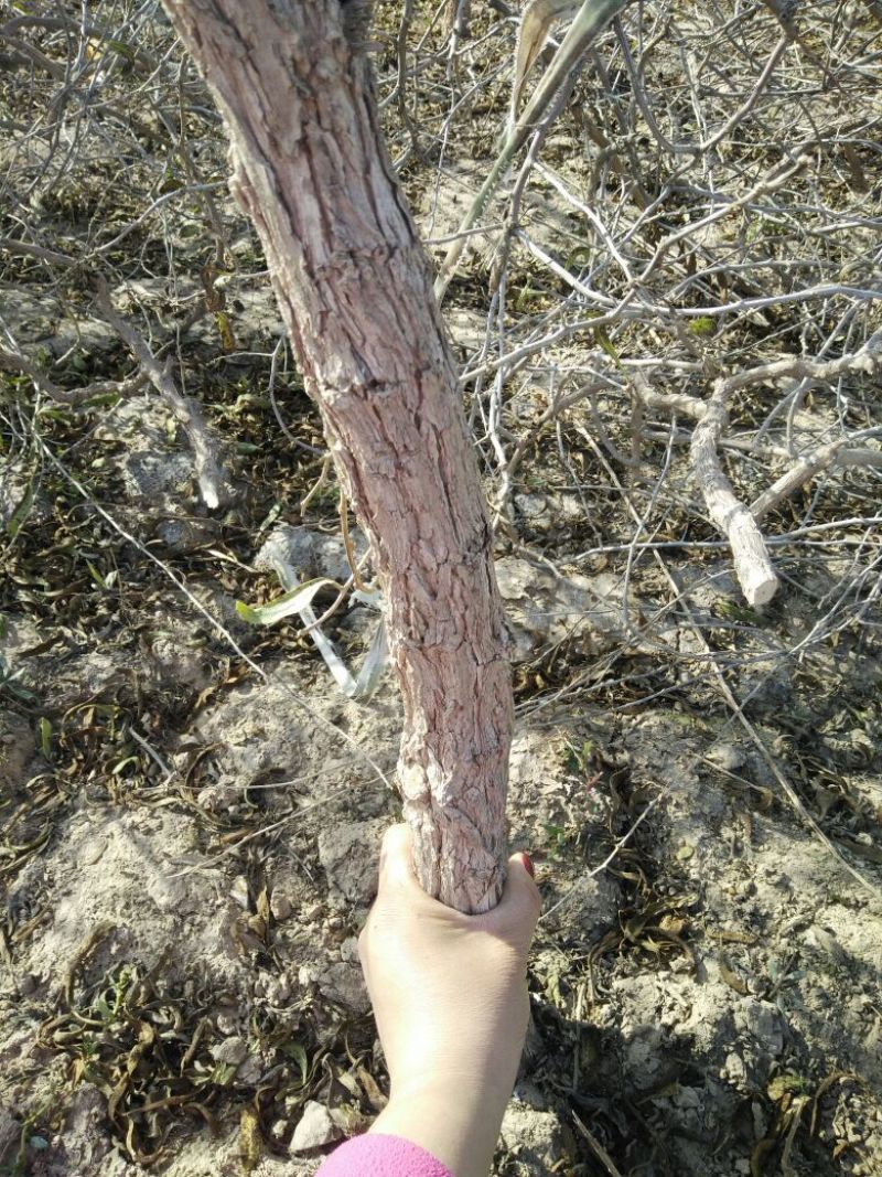 枸杞树2~4cm4cm以下1.5~2m