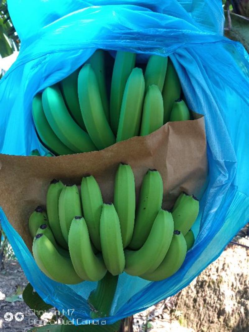 巴西香蕉七成熟