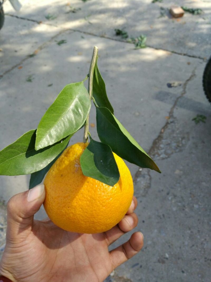 丑柑面积大质量好供应量足