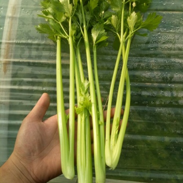 法国皇后芹菜50cm以上