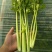 法国皇后芹菜50cm以上