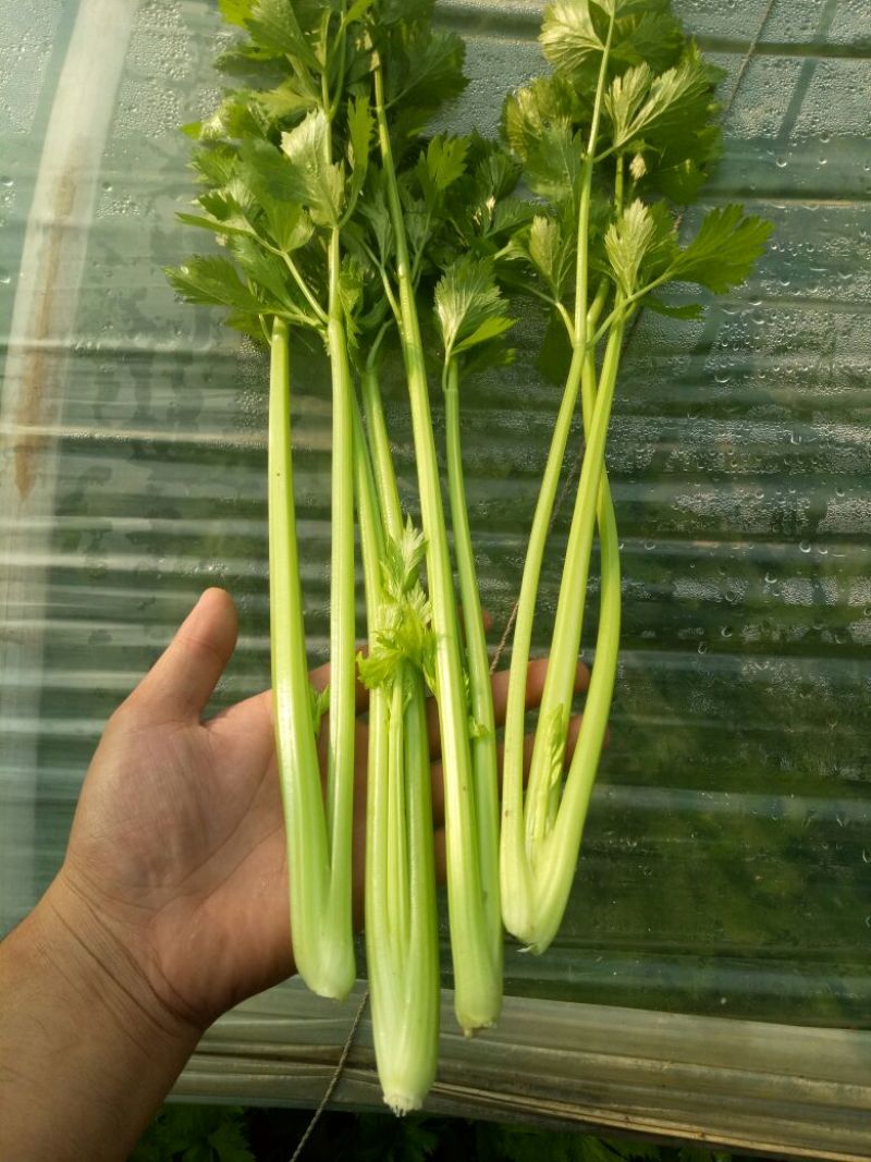 法国皇后芹菜50cm以上
