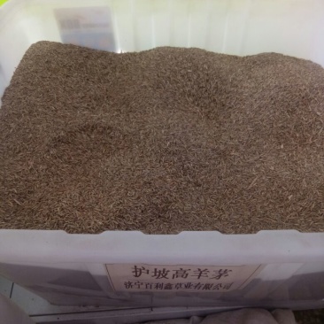 高羊茅草种98%以上