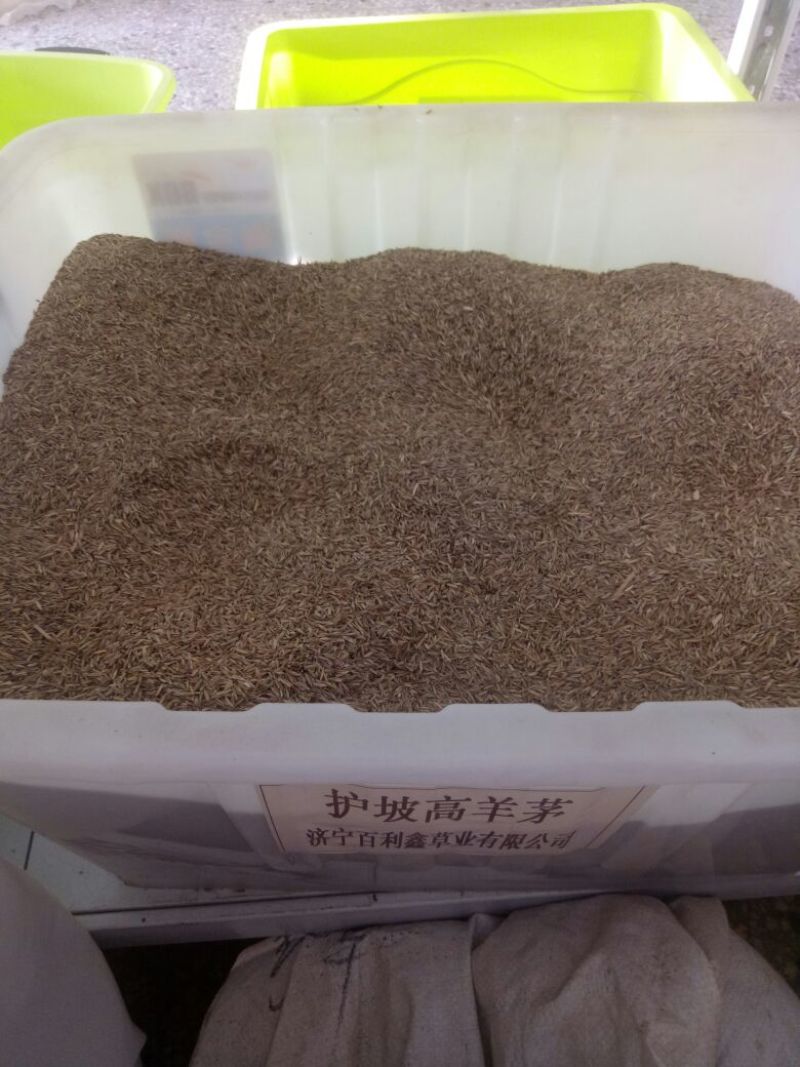 高羊茅草种98%以上